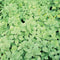 Close-up of Lemon Balm leaves showcasing bright green serrated foliage with dense groundcover background
