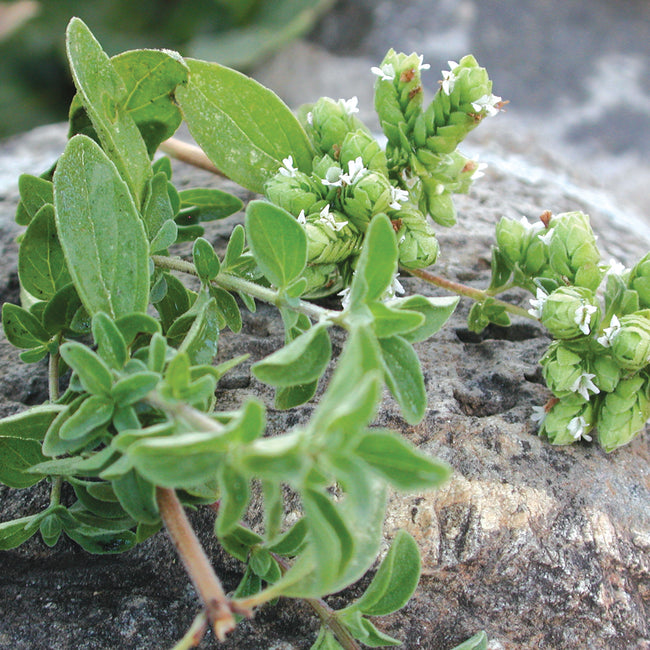Close-up of sweet marjoram sprig showing oval green leaves and clusters of tiny white flowers on a rock background