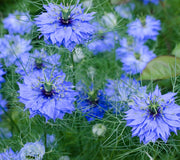Front view of Nigella sativa (black seed) showing blue flowers and feathery green foliage