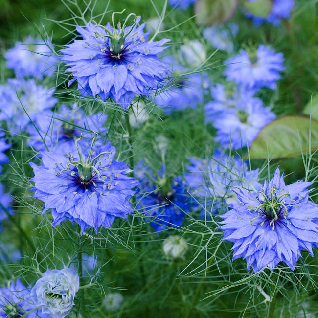 Front view of Nigella sativa (black seed) showing blue flowers and feathery green foliage