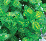 GINGER MINT-MINT