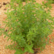 Close-up view of Greek oregano plant showcasing dense green leaves and spreading stems on mulch-covered soil background