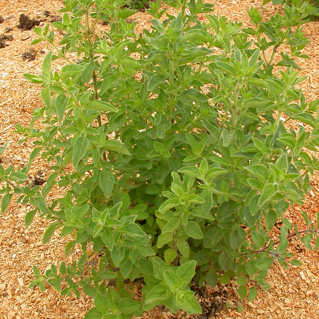 Close-up view of Greek oregano plant showcasing dense green leaves and spreading stems on mulch-covered soil background