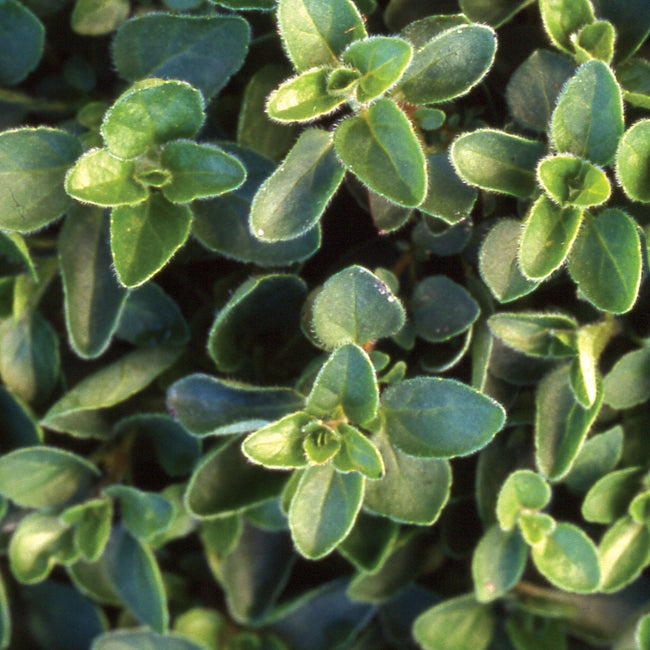 OREGANO-OREGANO