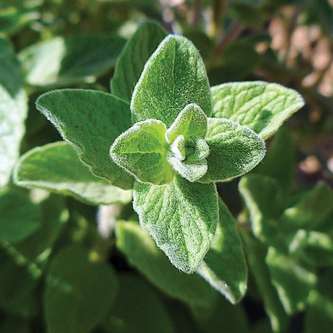 Close-up of Zaatar Oregano showcasing velvety green leaves with a garden background