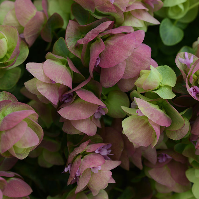 Close-up of Kirigami oregano showing dense clusters of layered green and pink bracts with tiny purple flowers