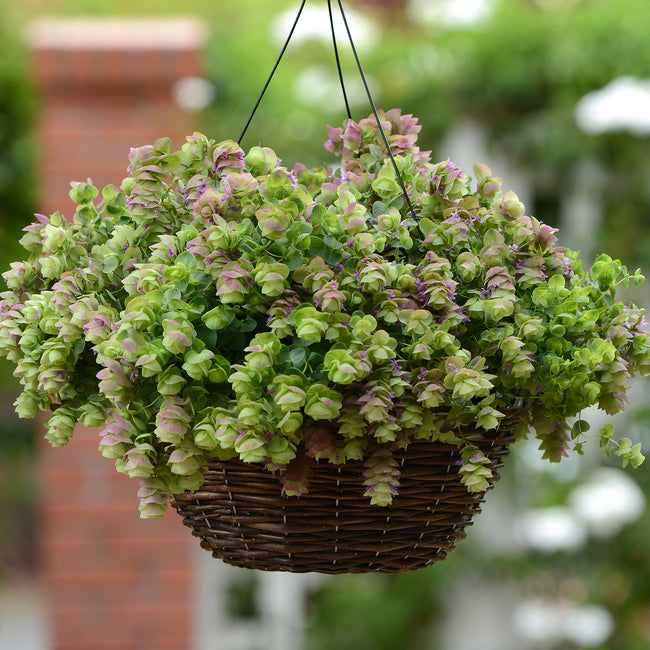 Close-up of Kirigami oregano in a hanging basket showing dense mounds of light green foliage and hop-like flowers blushing pink-purple, blurred garden background