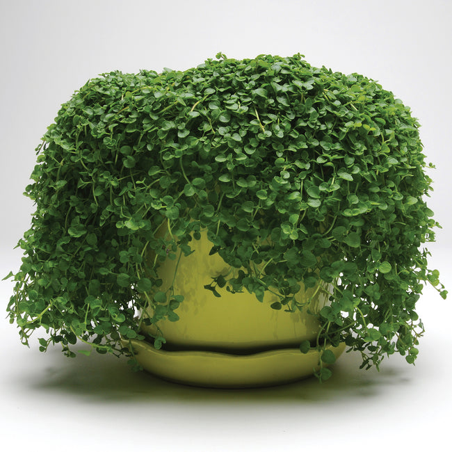 Front view of Mini Mint potted plant showing dense, low-growing mat of tiny round green leaves spilling over a yellow ceramic pot on white background