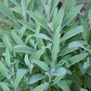 Close-up of sage plant showcasing narrow, soft gray-green textured leaves with blurred garden background