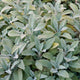 Close-up of Grower's Friend sage transplant showing soft silvery-gray fuzzy leaves in a dense clump