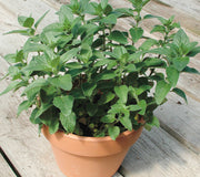 Front view of stevia plant in terracotta pot showing green serrated leaves on wooden deck background