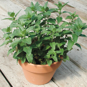 Front view of stevia plant in terracotta pot showing green serrated leaves on wooden deck background
