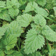 Close-up of stinging nettle leaves showing serrated edges and fine stinging hairs with grassy background