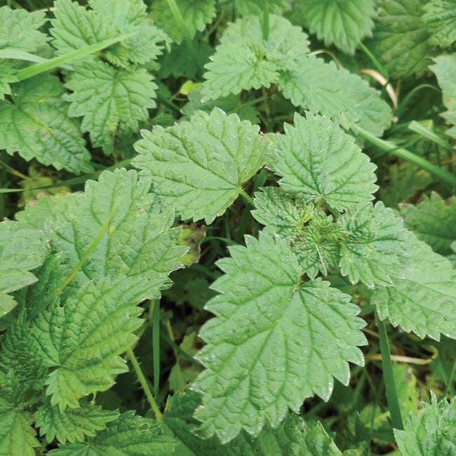 Close-up of stinging nettle leaves showing serrated edges and fine stinging hairs with grassy background