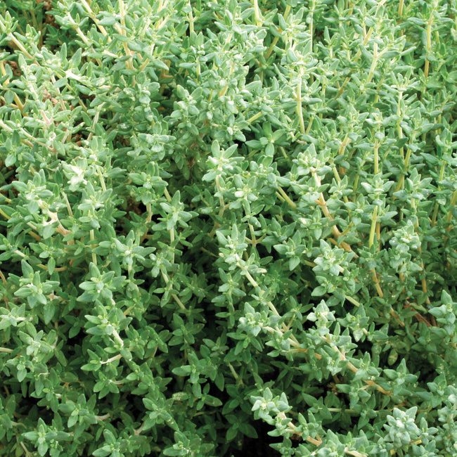 Close-up of German/Winter thyme plant showcasing dense evergreen foliage on white background