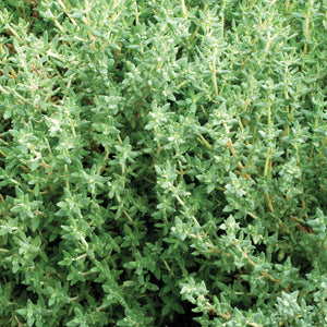 Close-up of German/Winter thyme plant showcasing dense evergreen foliage on white background