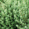 Close-up of German/Winter thyme plant showcasing dense evergreen foliage on white background