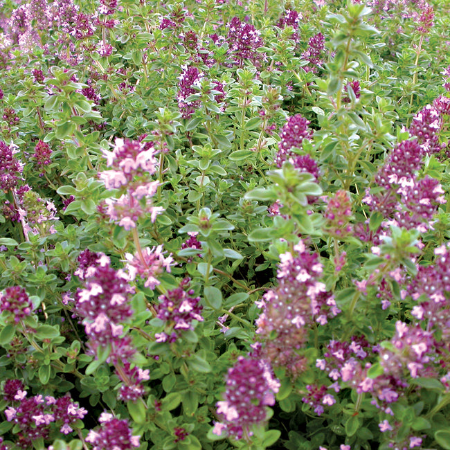 Close-up of creeping thyme plant showing small green leaves and pink-purple flower clusters
