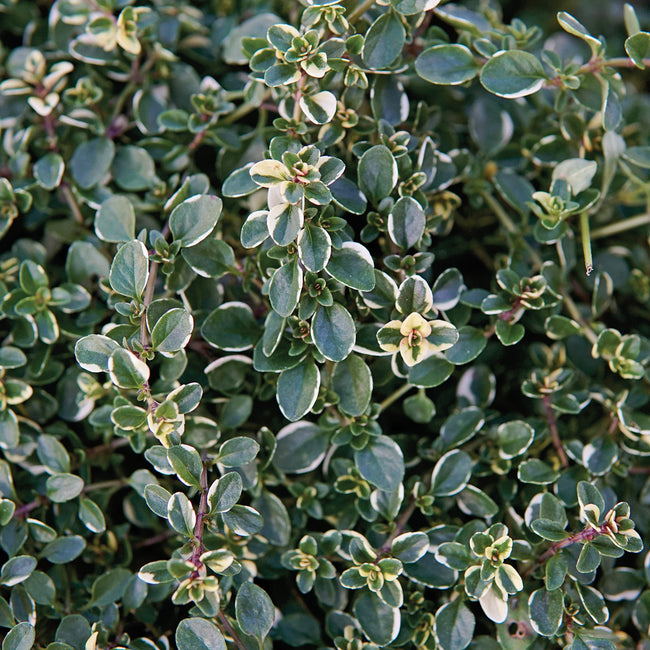 Close-up of Foxley thyme showing variegated green leaves edged in cream and small pink blossoms