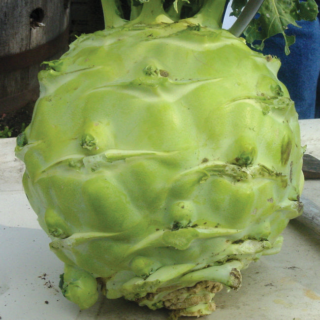 Close-up of Superschmelz kohlrabi bulb showing large pale green knobby surface on an outdoor table