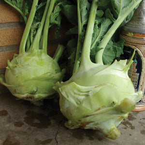 Front view of two Superschmelz kohlrabi bulbs showing pale green bulbs with stems and large leaves on a concrete surface