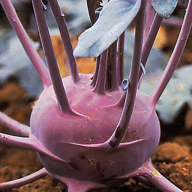 BLARIL-KOHLRABI