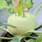 Close-up of Delicacy White kohlrabi bulb showing pale mint-green skin and radial stems on the plant