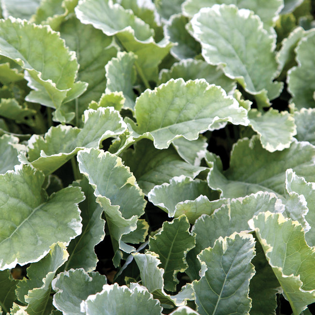 Front view of Kosmic Kale transplant showing bicolored curly blue-green leaves with creamy white margins on a white background