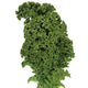 Front view of Winterbor kale showcasing finely curled blue-green ruffled leaves on white background