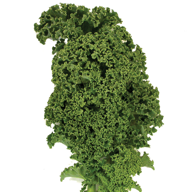 Front view of Winterbor kale showcasing finely curled blue-green ruffled leaves on white background