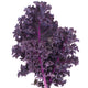 Close-up of Redbor kale leaves showing magenta-purple color and finely curled, frilly texture on a plain background