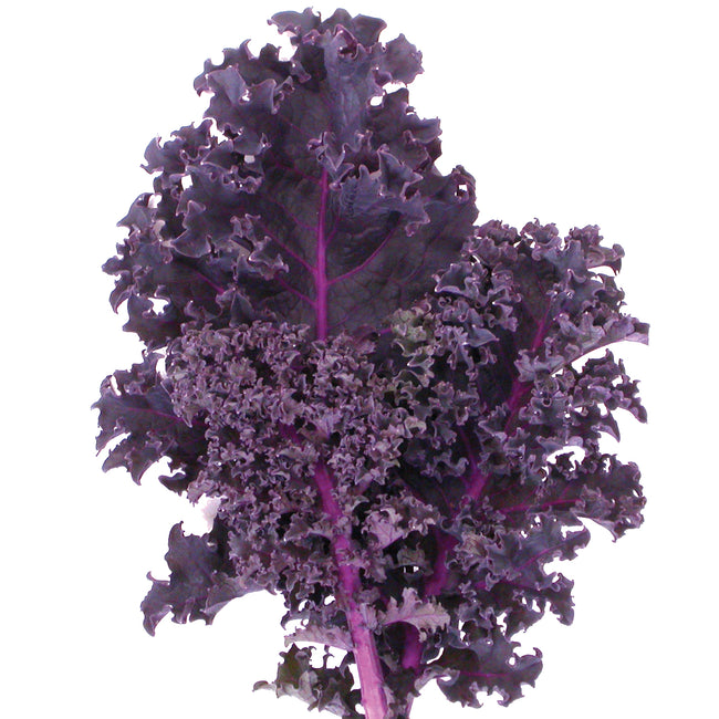 Close-up of Redbor kale leaves showing magenta-purple color and finely curled, frilly texture on a plain background