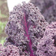 Close up of Redbor kale showing deep purple ruffled leaves and bright magenta stems against blurred garden background