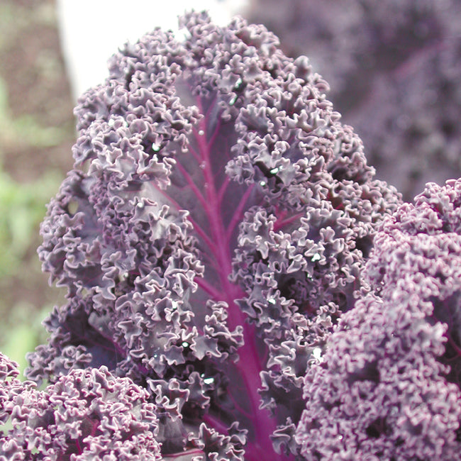 Close up of Redbor kale showing deep purple ruffled leaves and bright magenta stems against blurred garden background