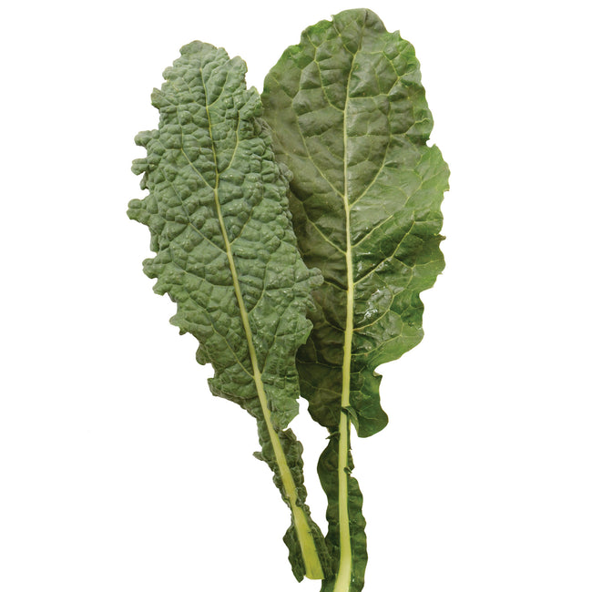 Front view of two Nero di Toscana lacinato kale leaves showing blistered texture and central ribs on white background