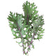 RED RUSSIAN-KALE