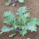 Close-up of Red Russian kale leaves showing flat toothed green leaves with purple veins on soil background