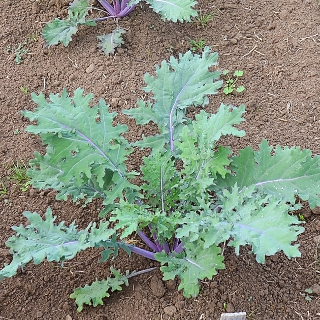 Close-up of Red Russian kale leaves showing flat toothed green leaves with purple veins on soil background