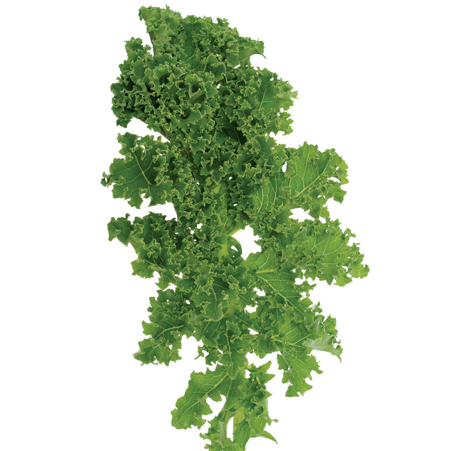 Top view of dwarf green curled kale leaves showing tightly ruffled edges and deep green color on white background