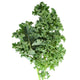 Close-up of Starbor kale leaf showing curly blue-green leaves and frilled edges on white background
