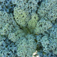 Close-up of Starbor kale plant showing compact, blue-green curly leaves on soil background