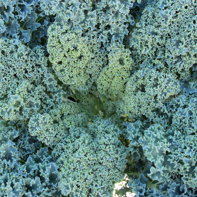Close-up of Starbor kale plant showing compact, blue-green curly leaves on soil background