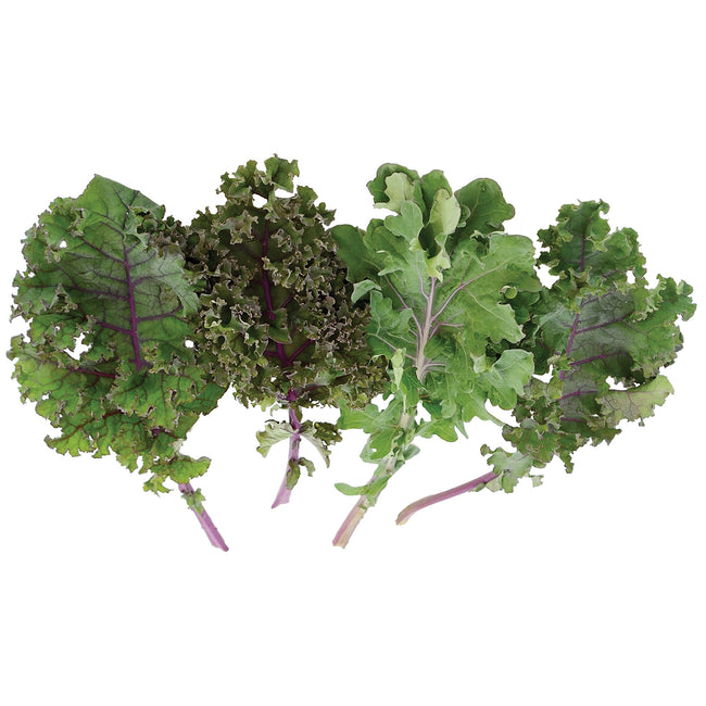 Front view of Red Kale Blend kale leaves showcasing mixed purplish-red ruffled foliage on white background