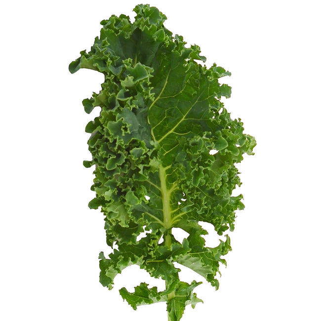 Front view of Darkibor kale leaf showing dark green, deeply ruffled curly leaves and central rib on white background