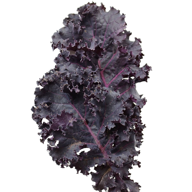 Close-up of scarlet kale leaf showcasing frilly purple-red curly leaves on white background