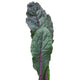 Front view of Dazzling Blue kale leaf showing puckered blue-green leaves with pink midrib on white background