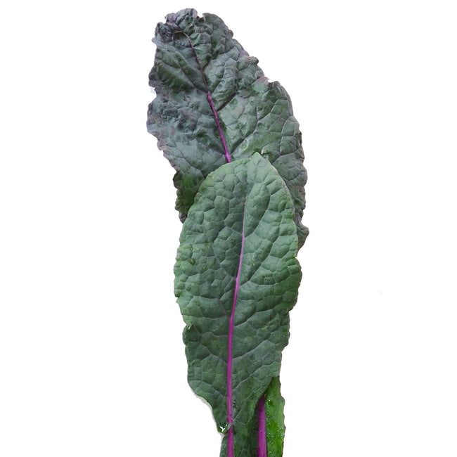 Front view of Dazzling Blue kale leaf showing puckered blue-green leaves with pink midrib on white background