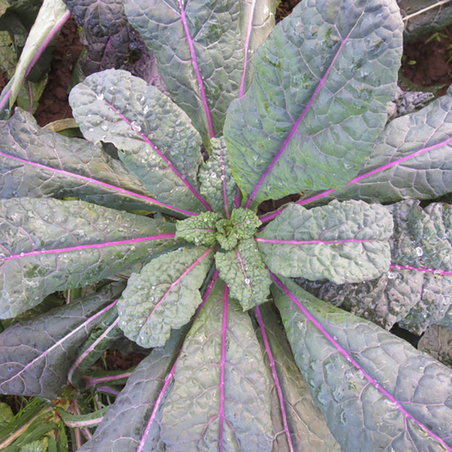 Top-down view of Dazzling Blue kale showing puckered blue-green lacinato leaves with vivid pink midribs and water droplets