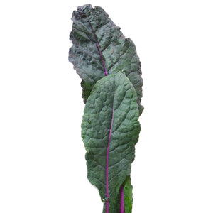Front view of Dazzling Blue kale leaf showing puckered blue-green leaves with pink midrib on white background