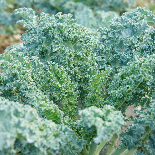 Close-up of Arun kale leaves showcasing frilly curly green foliage